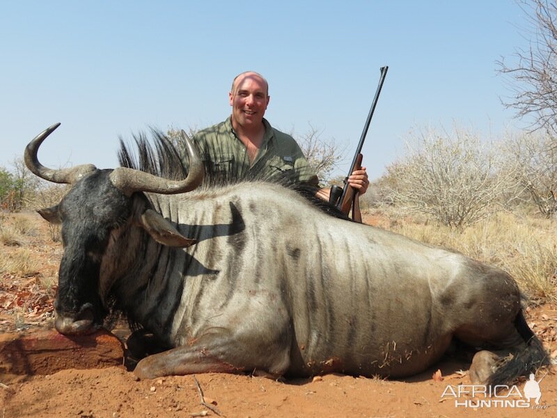 Namibia Blue Wildebeest Hunting