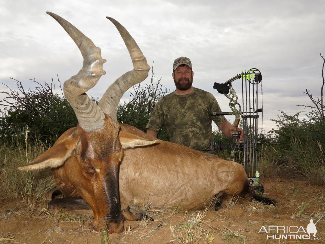 Namibia Bow Hunt Red Hartebeest