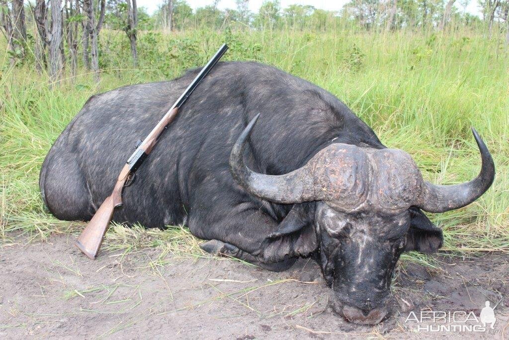 Namibia Buffalo Hunting