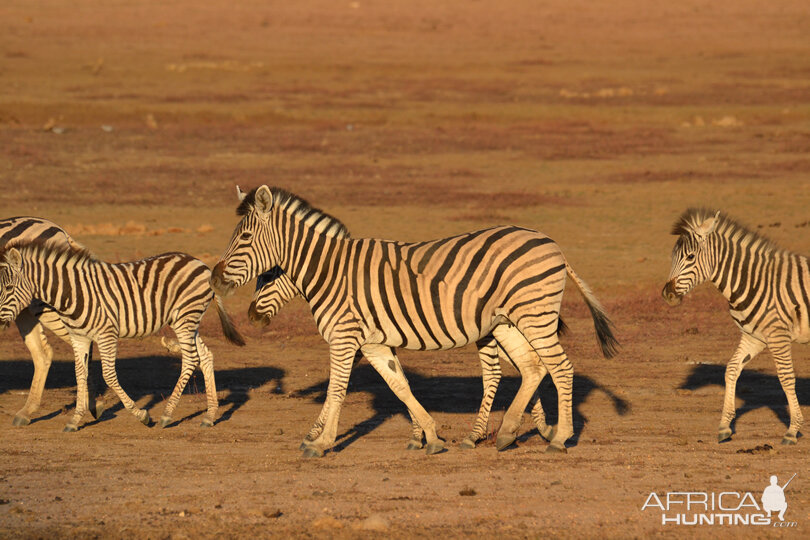 Namibia Burchell's Plain Zebra