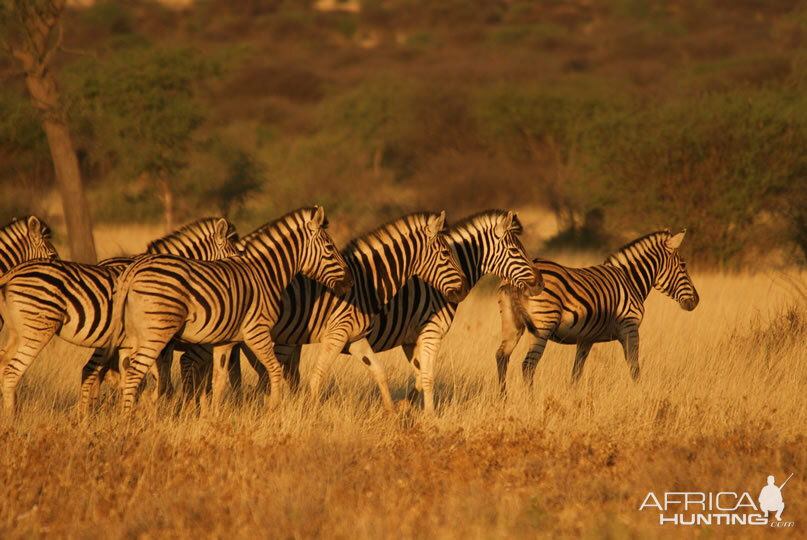 Namibia Burchell's Plain Zebra