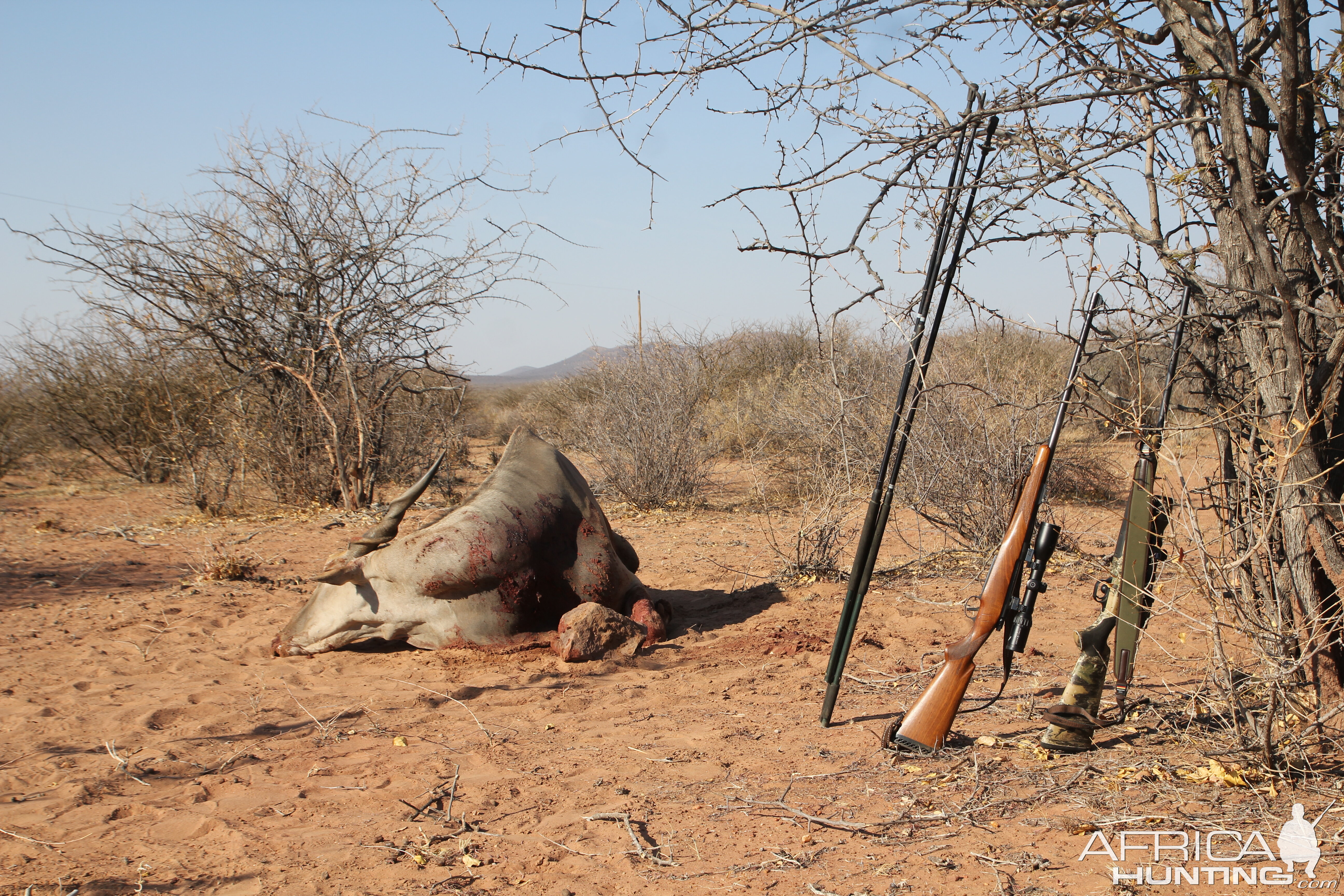 Namibia Eland Hunt