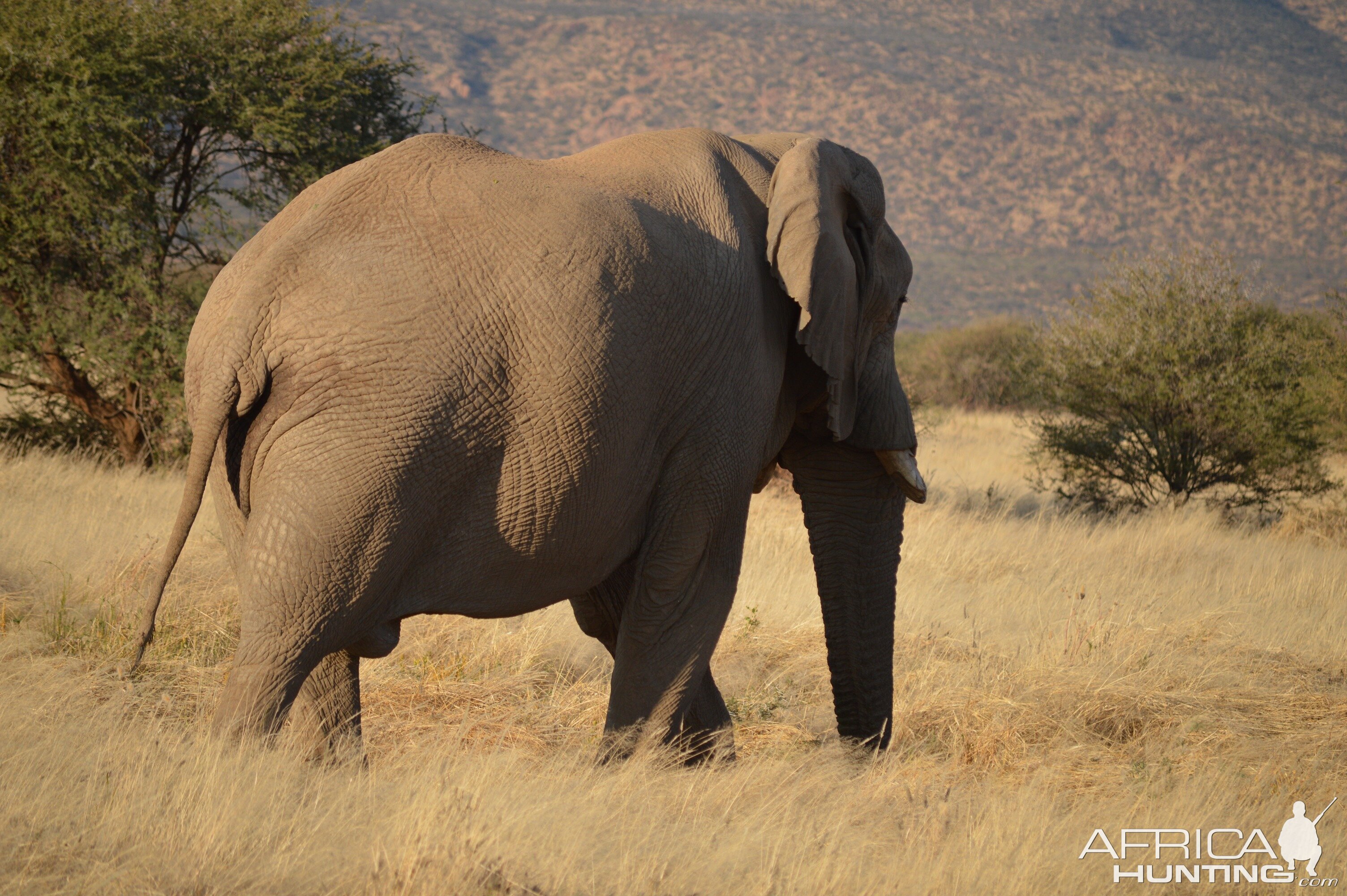 Namibia Erindi Elephant