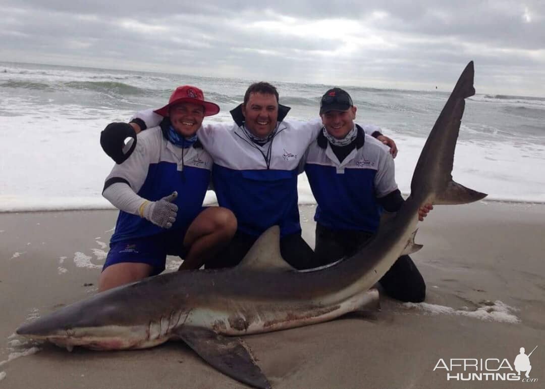 Namibia Fishing Bronze Whaler Shark