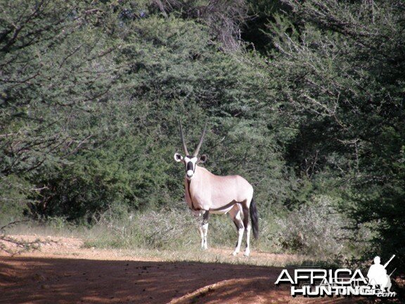 Namibia Gemsbok