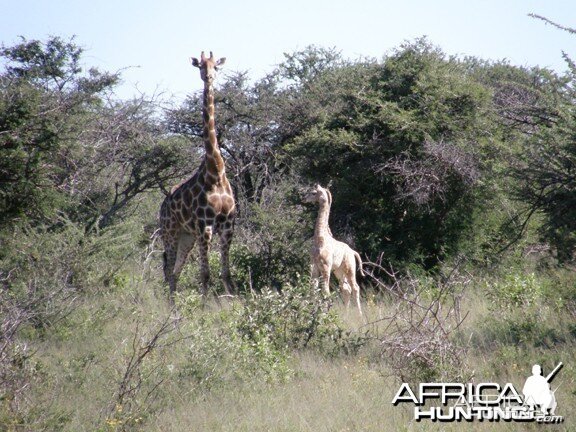 Namibia Giraffe