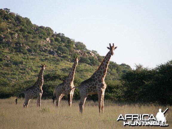 Namibia Giraffe