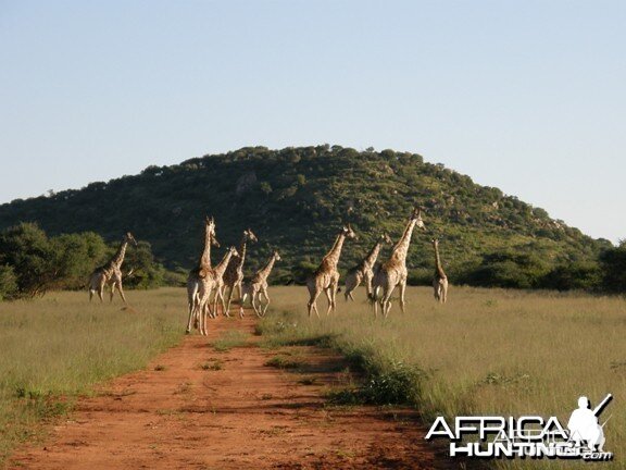 Namibia Giraffe