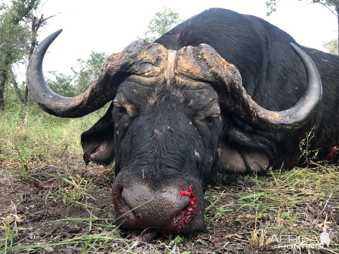 Namibia Hunt Cape Buffalo