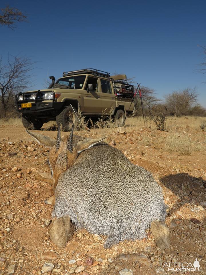 Namibia Hunt Damara Dik Dik