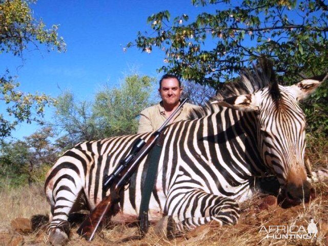 Namibia Hunt Hartmann's Mountain Zebra