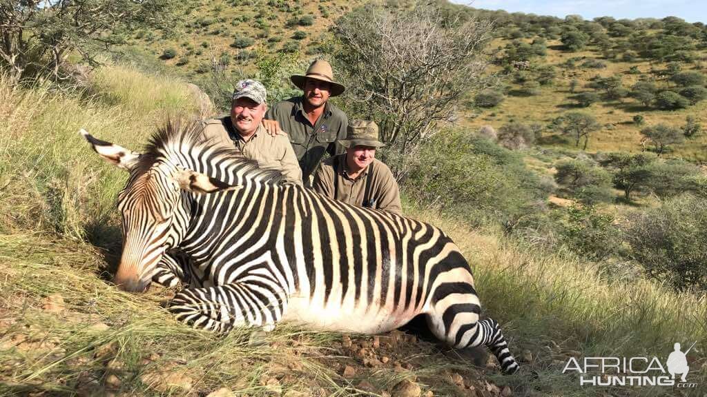 Namibia Hunt Hartmann's Mountain Zebra