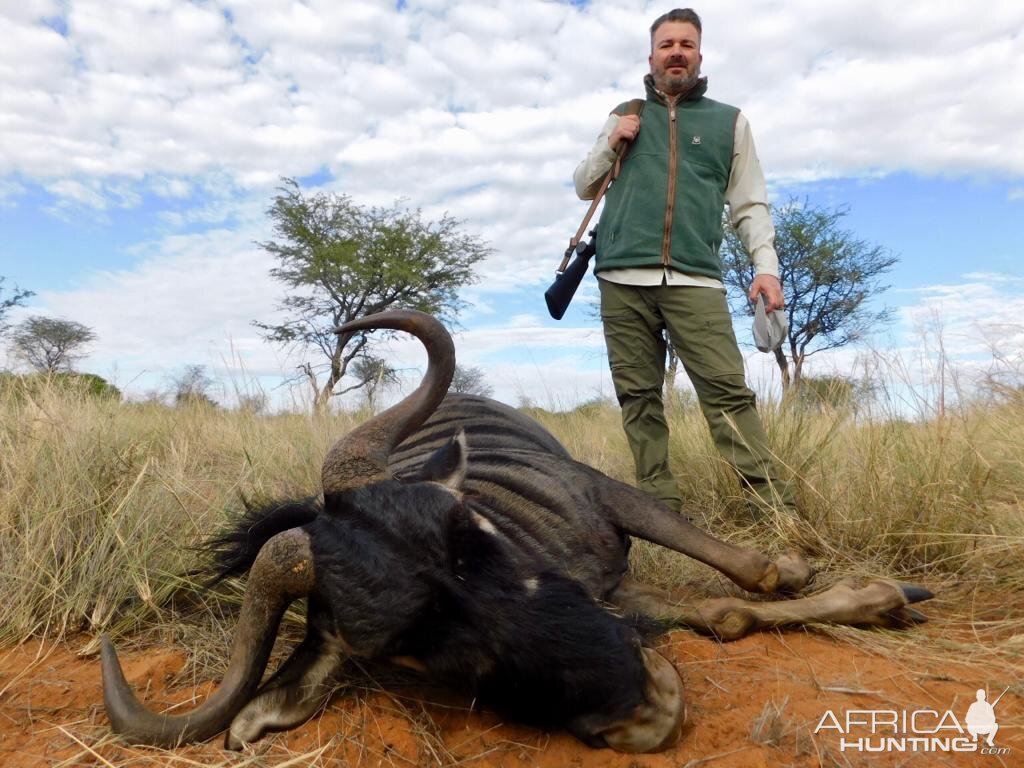 Namibia Hunting Blue Wildebeest