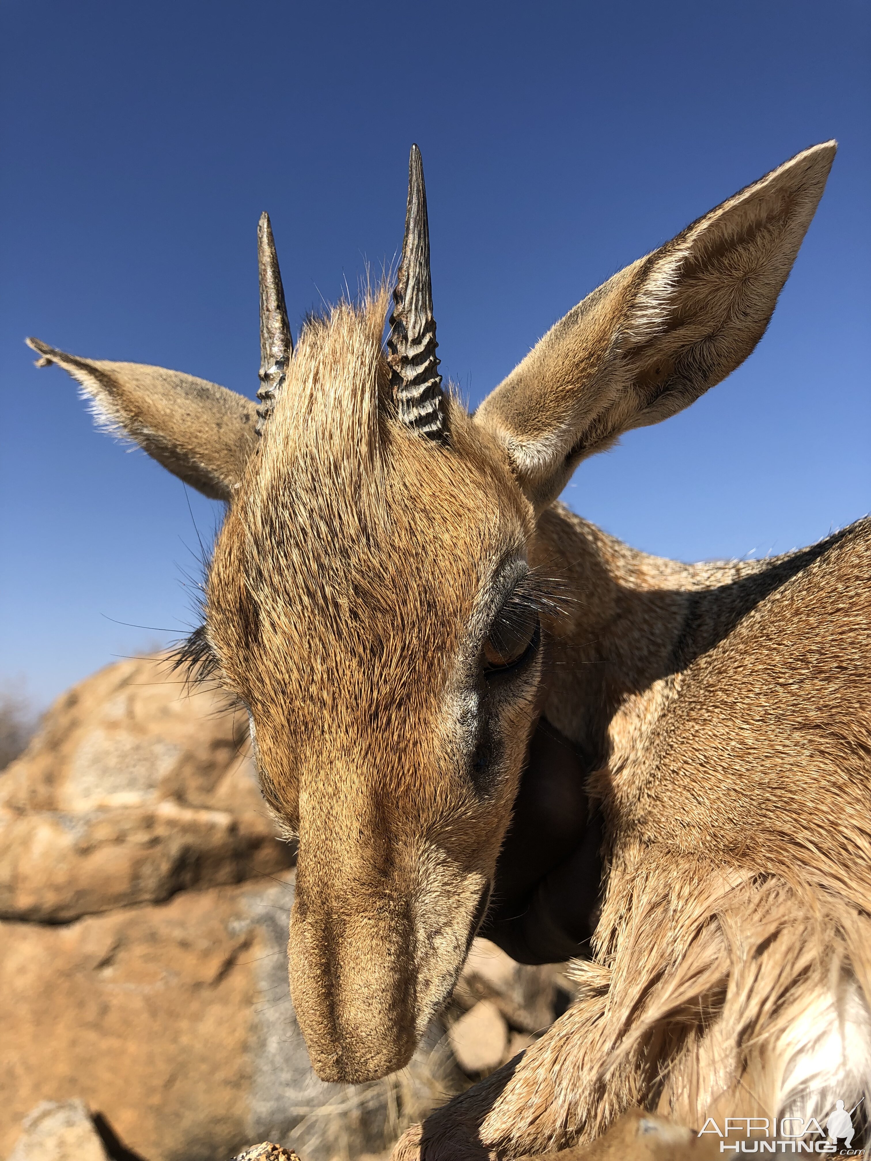 Namibia Hunting Damara Dik-dik