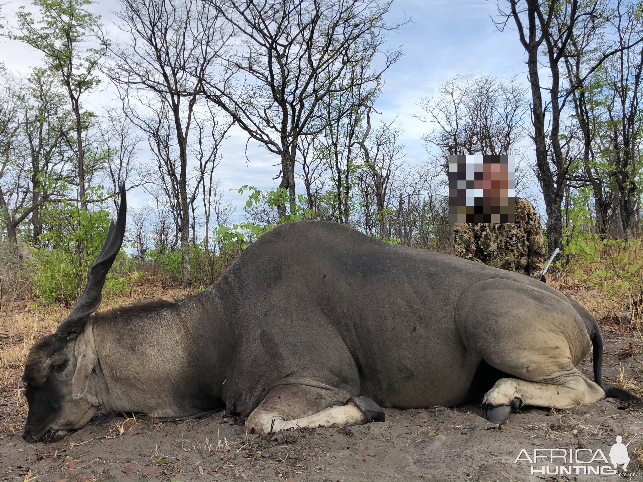 Namibia Hunting Eland