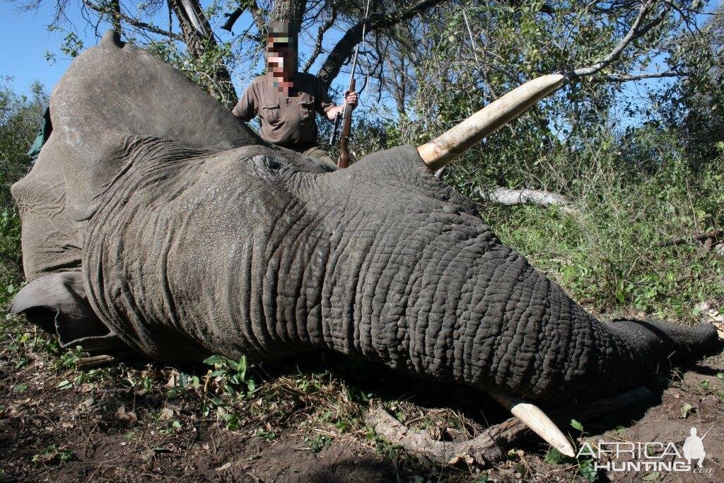 Namibia Hunting Elephant | Hunting