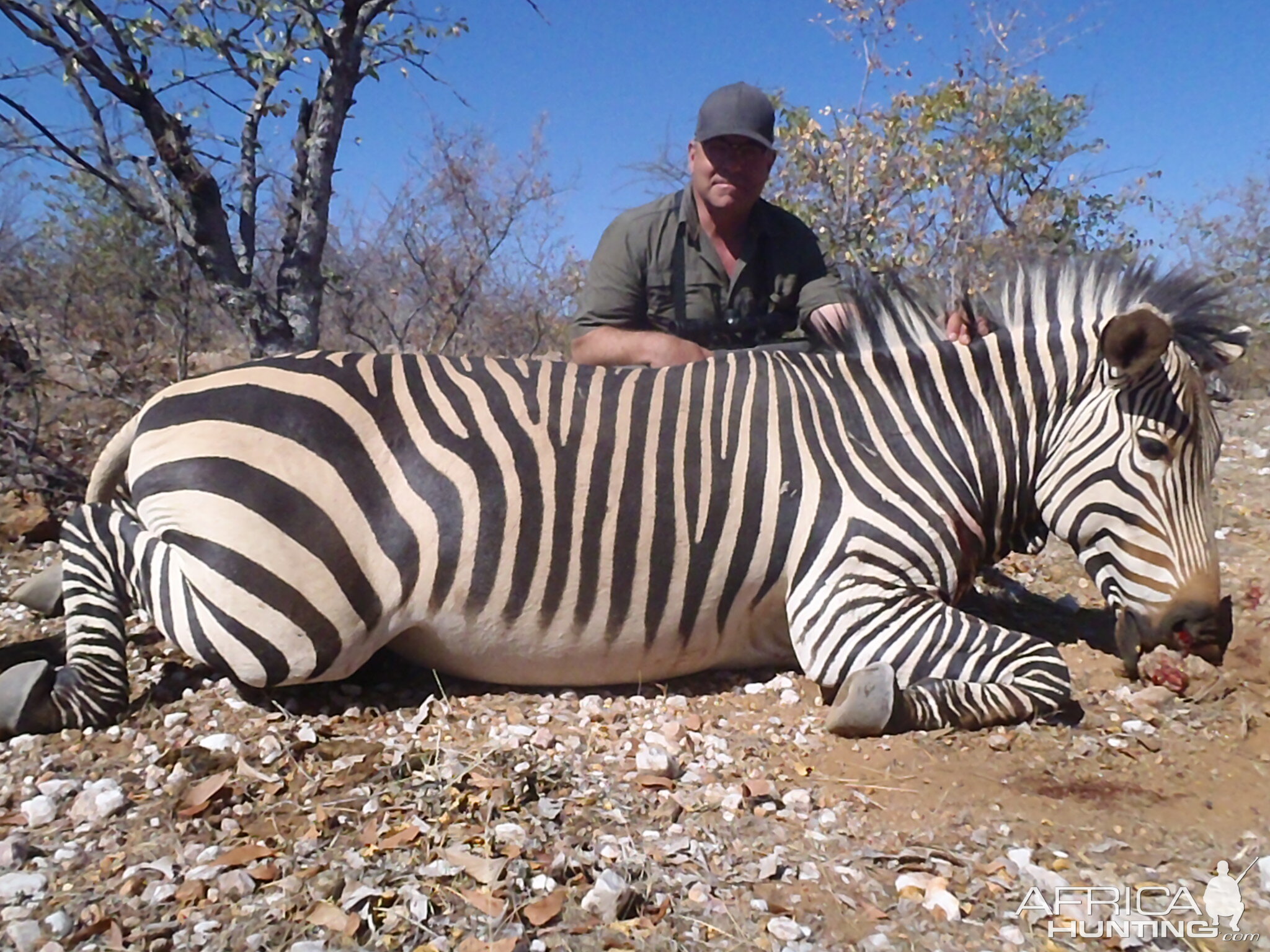 Namibia Hunting Hartmanns Mountain Zebra