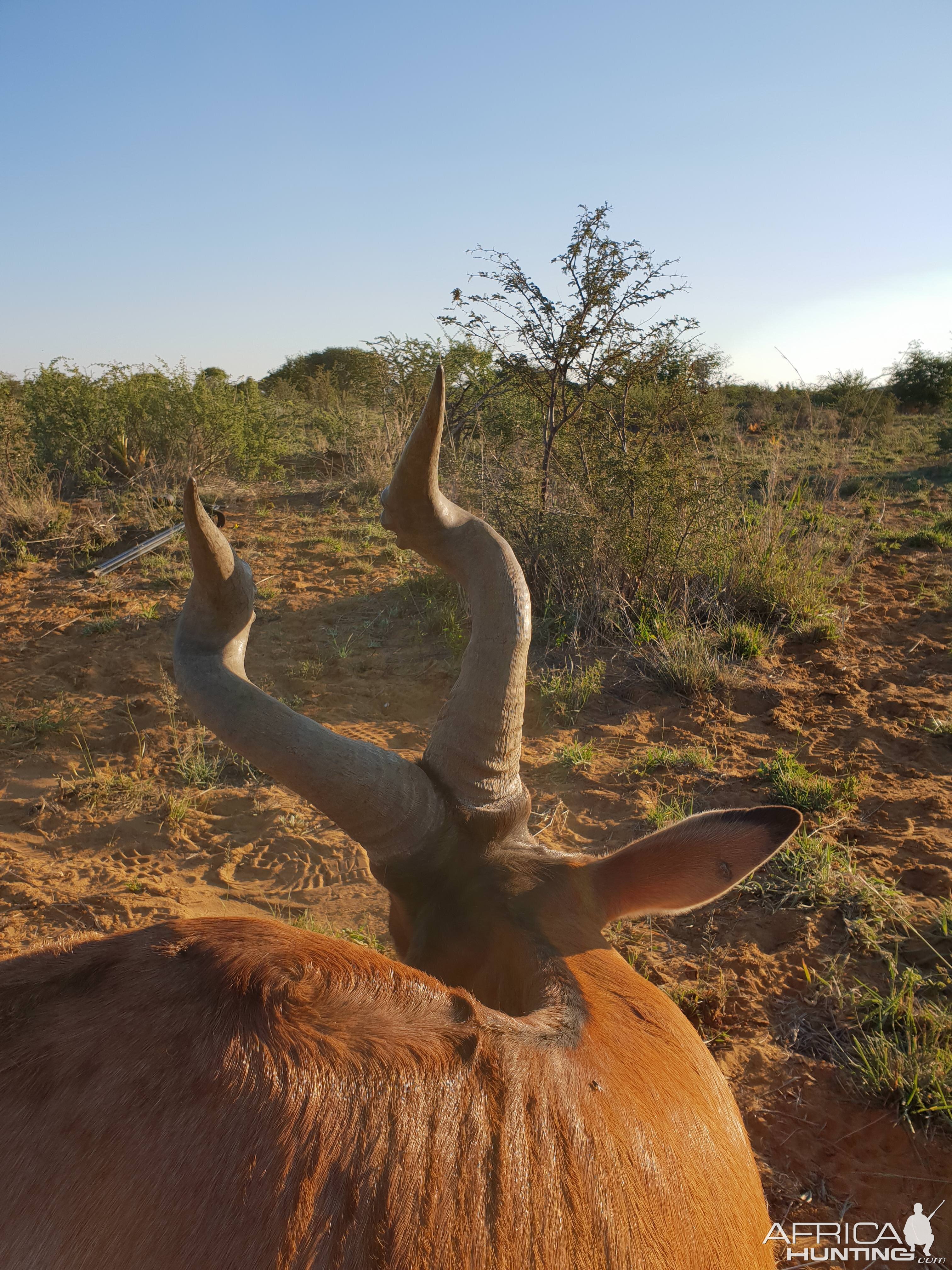 Namibia Hunting Red Hartebeest