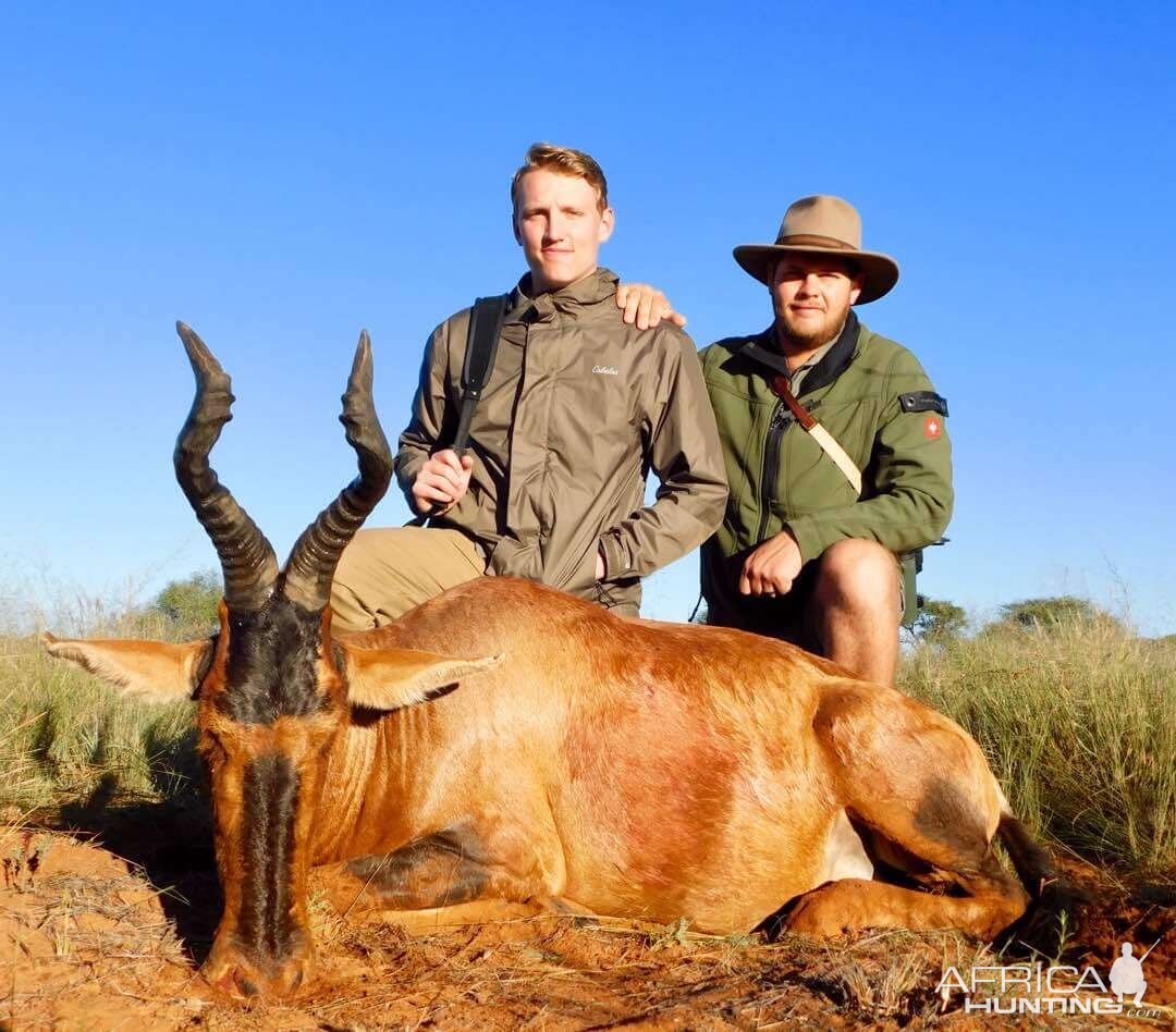 Namibia Hunting Red Hartebeest