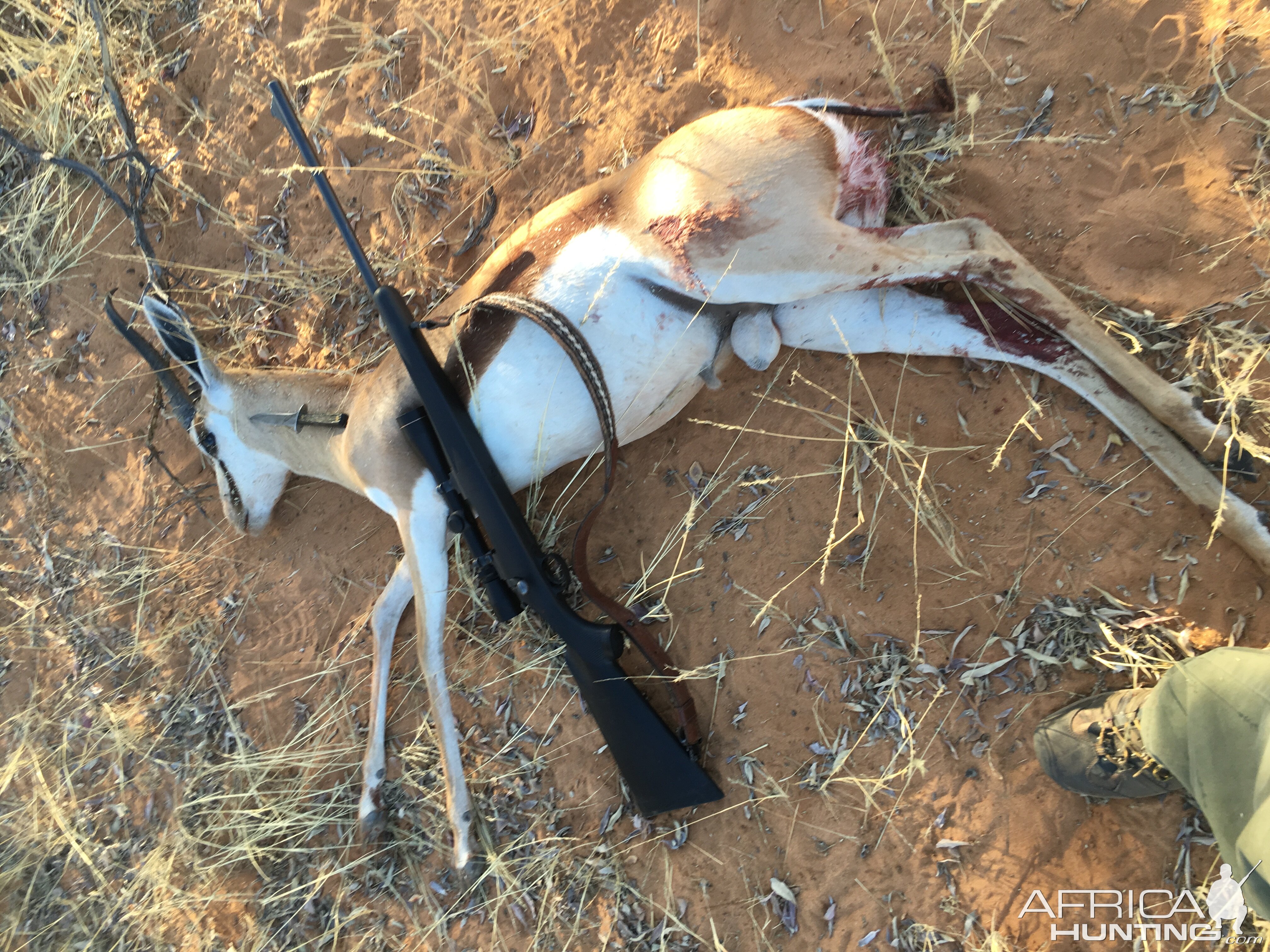 Namibia Hunting Springbok