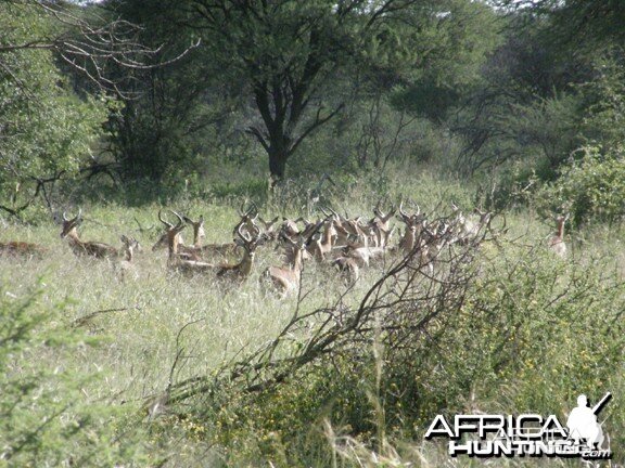 Namibia Impala