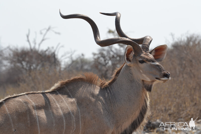 Namibia Kudu
