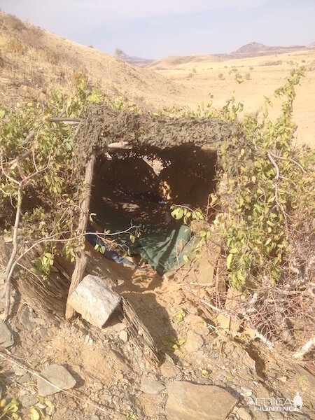 Namibia Leopard Hide