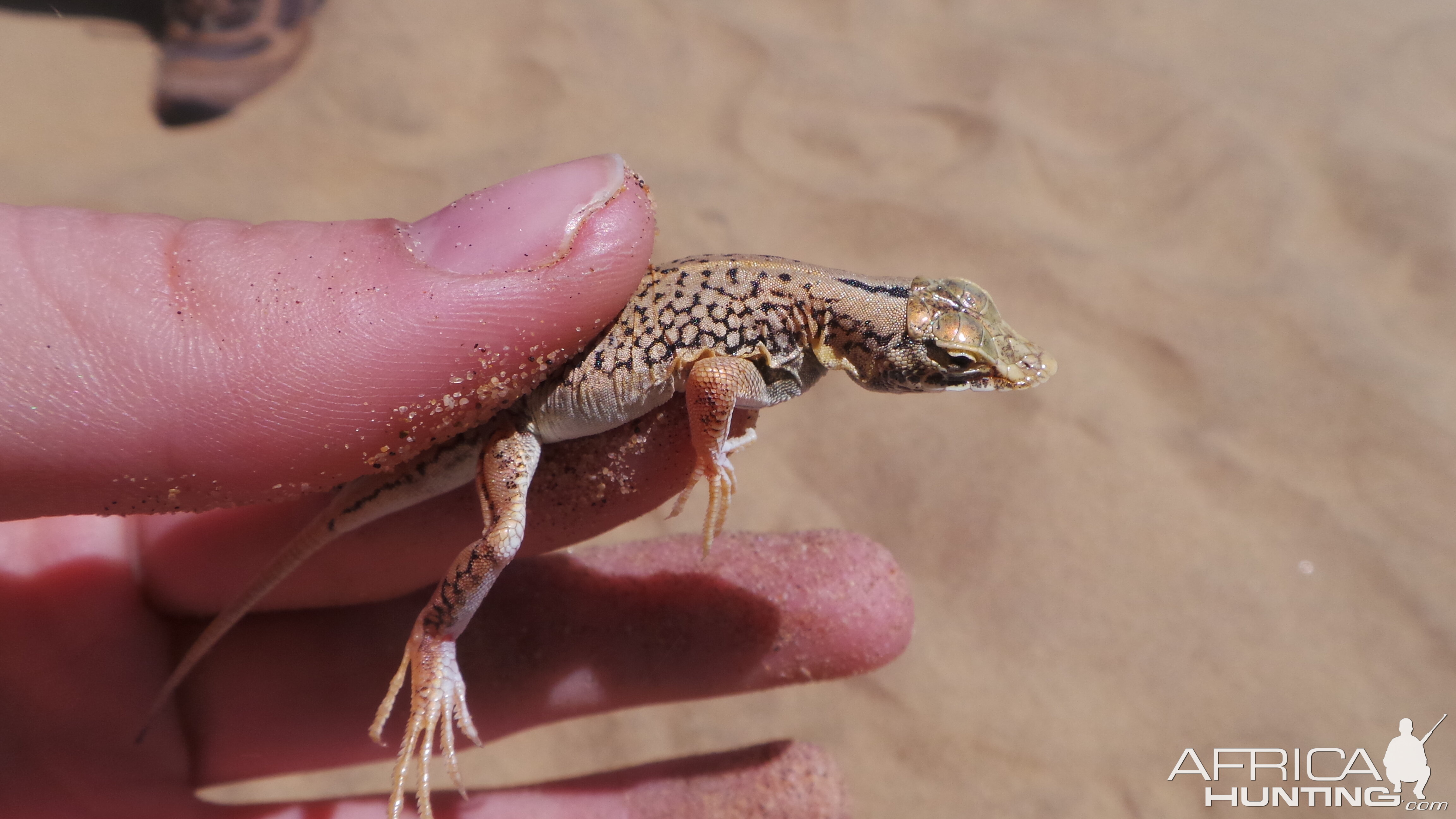 Namibia Sand Diving Lizard Sandwich Harbor Namibia