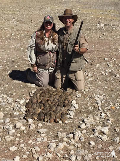 Namibia Sandgrouse Bird Hunting