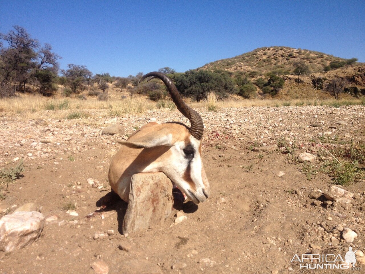 Namibia Springbok Hunt