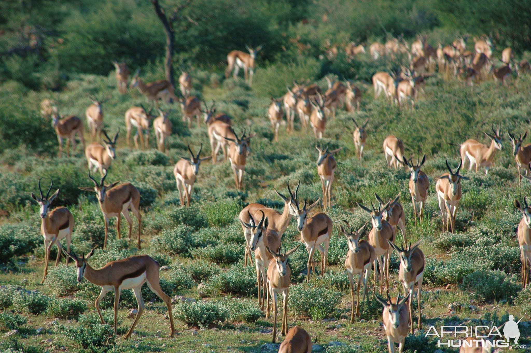 Namibia Springbok