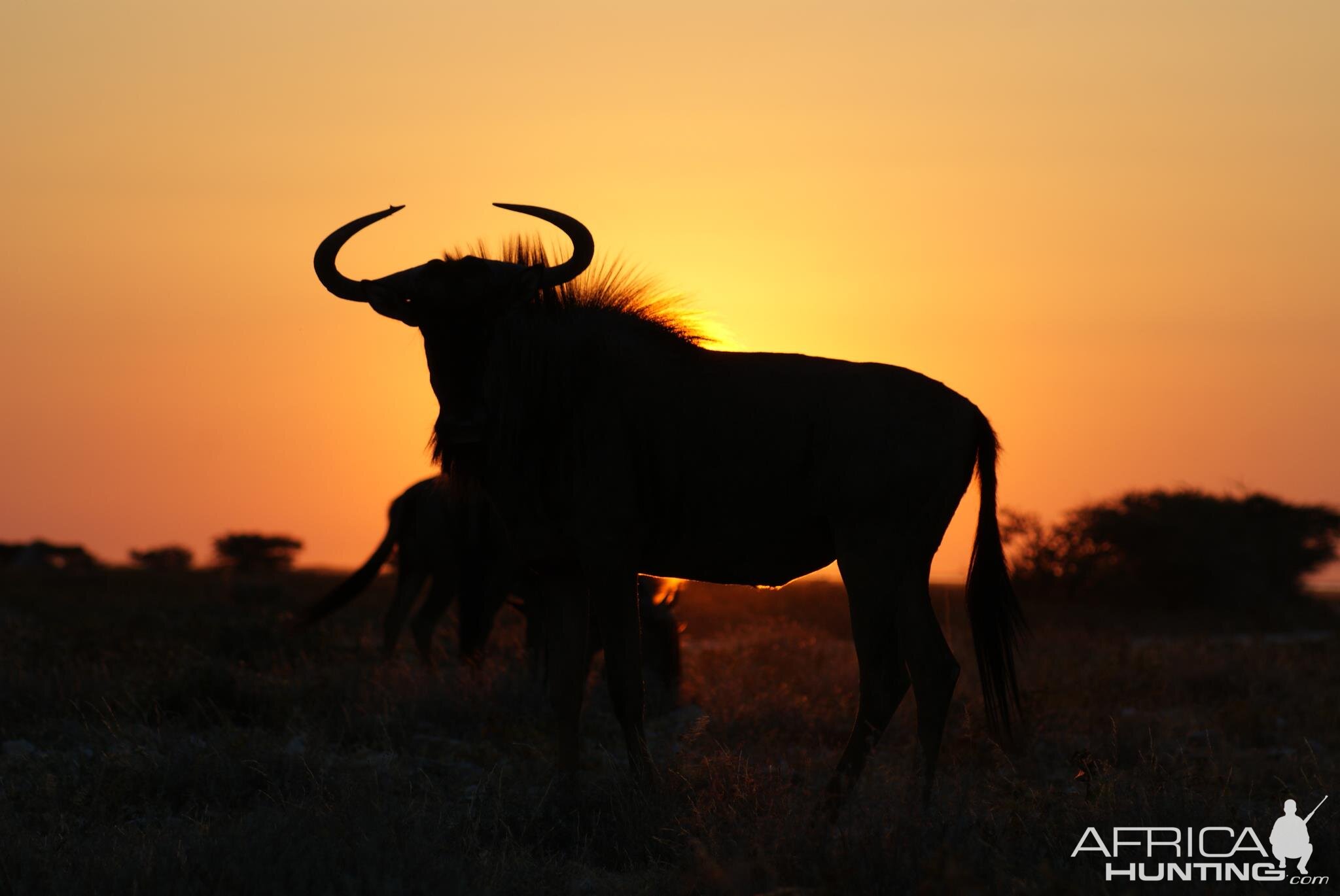 Namibia Sunset Blue Wildebeest