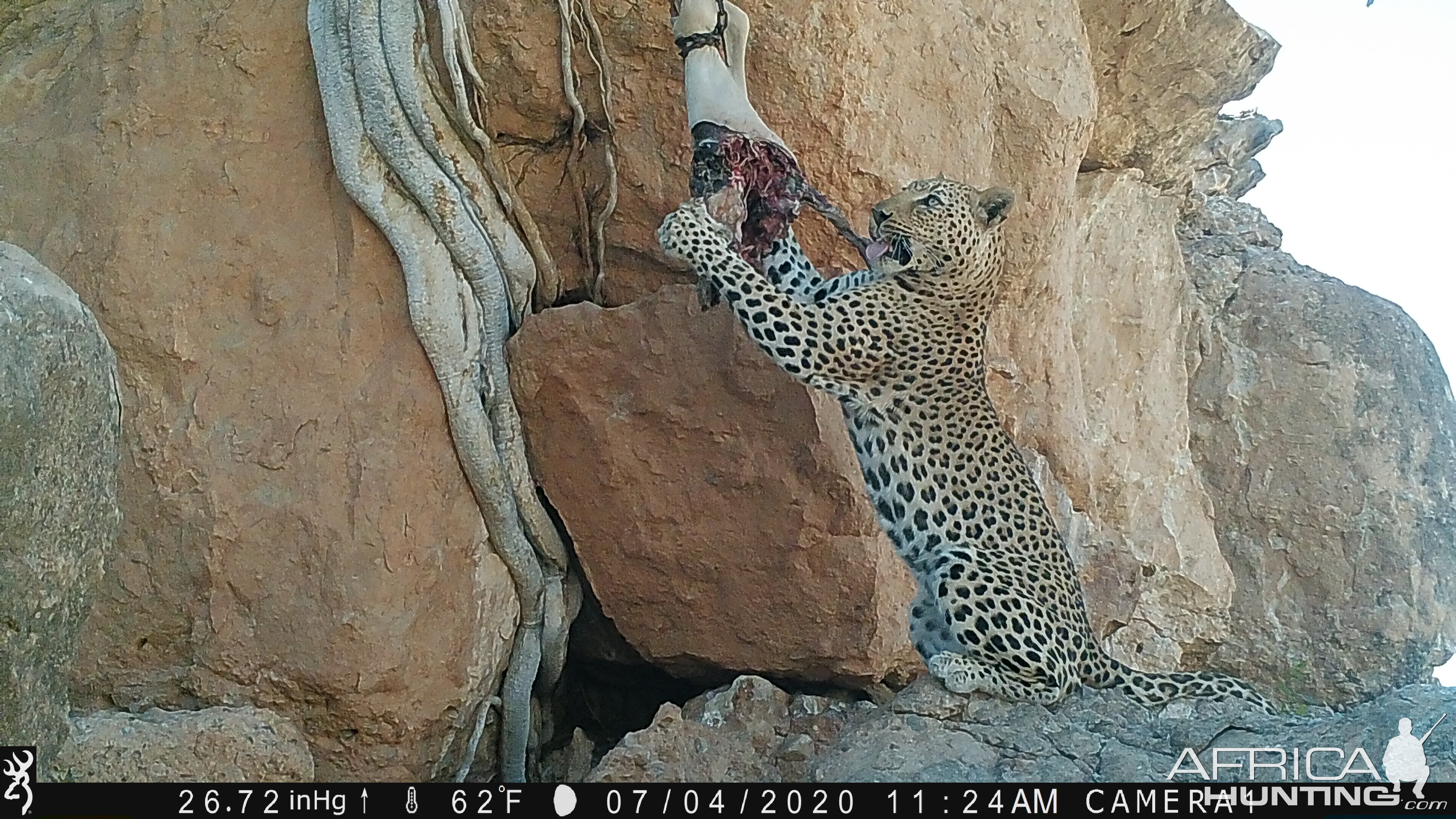 Namibia Trail Cam Pictures Leopard