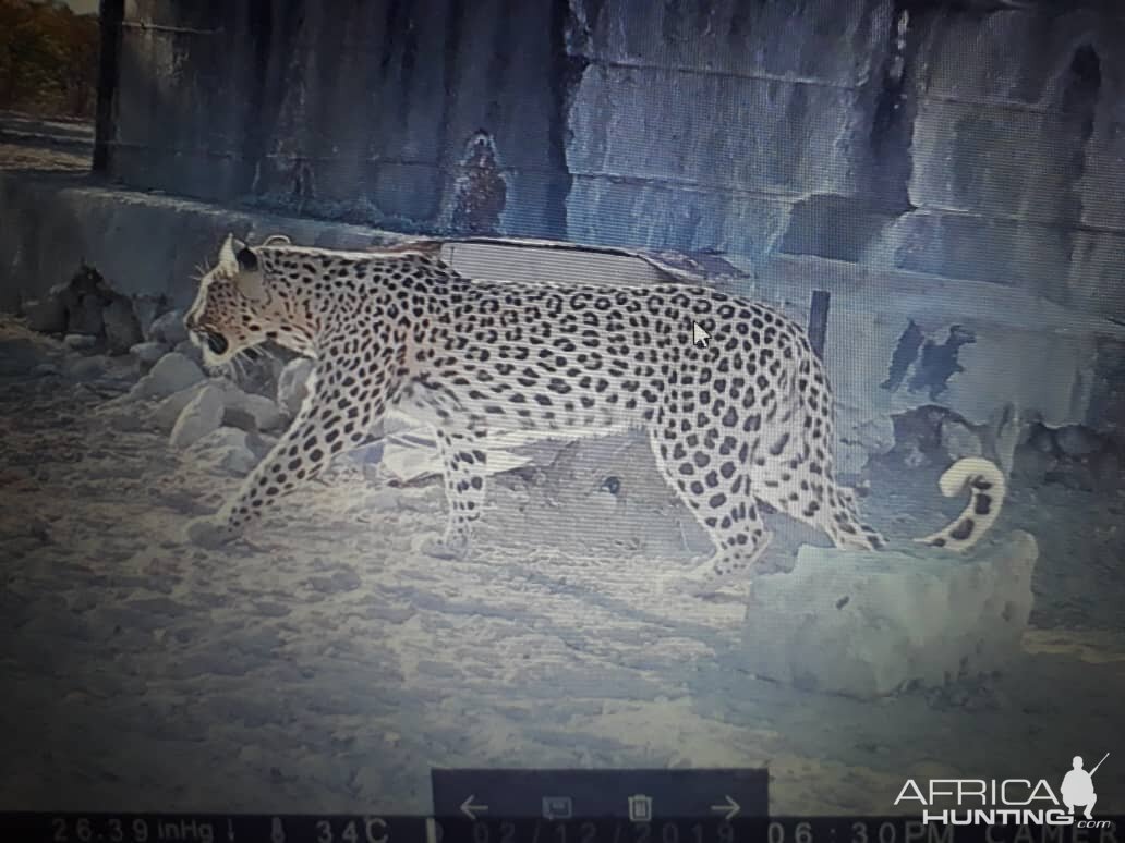 Namibia Trail Cam Pictures Leopard