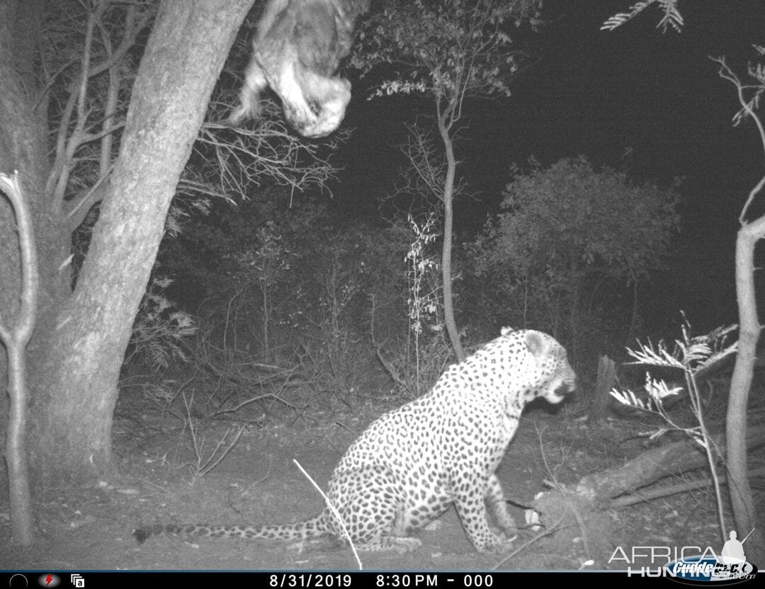 Namibia Trail Cam Pictures Leopard