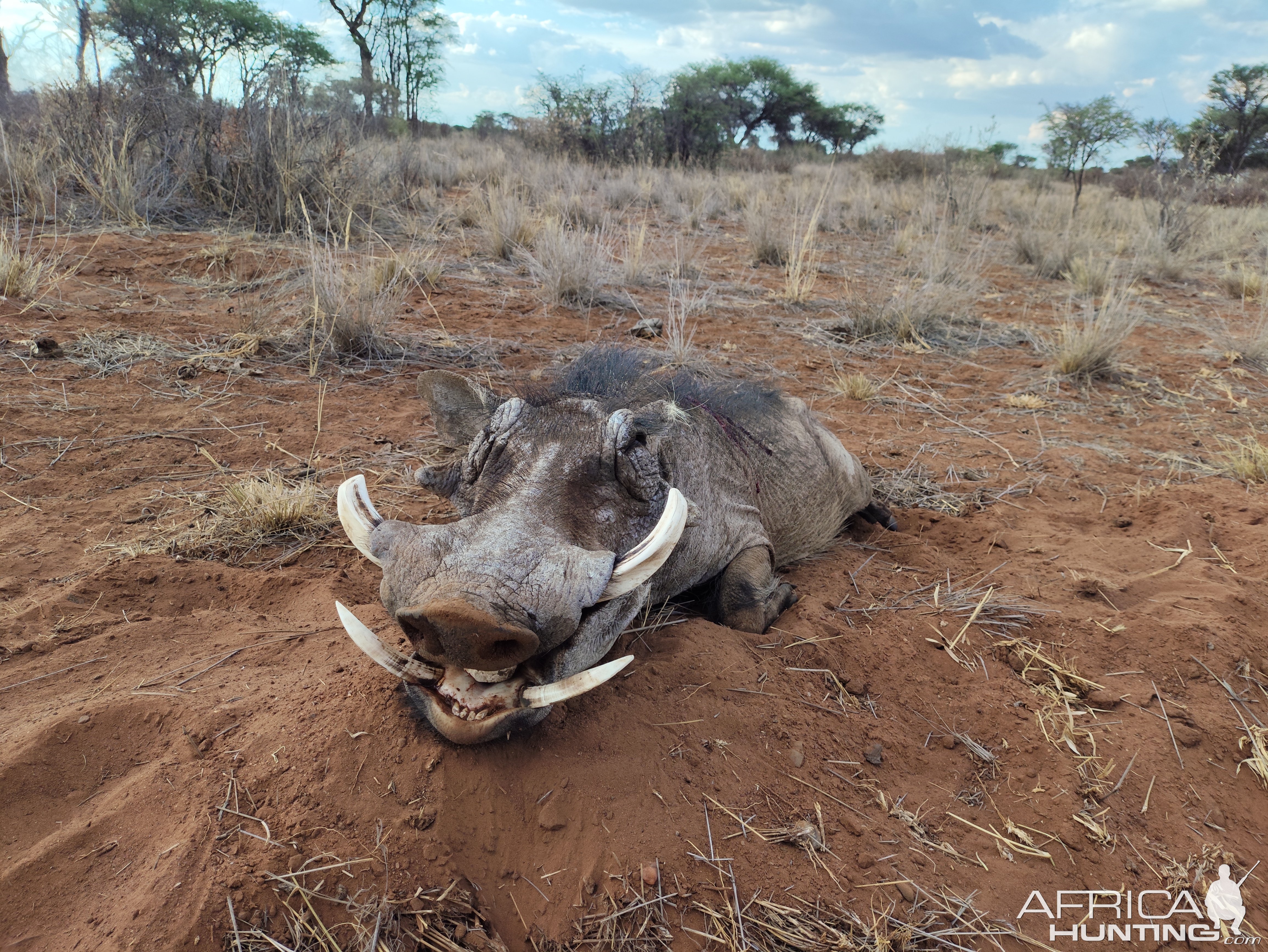 Namibia Warthog Hunt