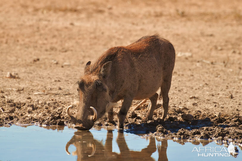 Namibia Warthog