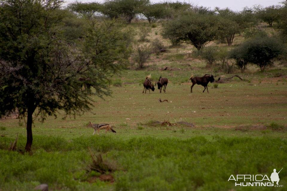 Namibia Wildlife Black Wildebeest