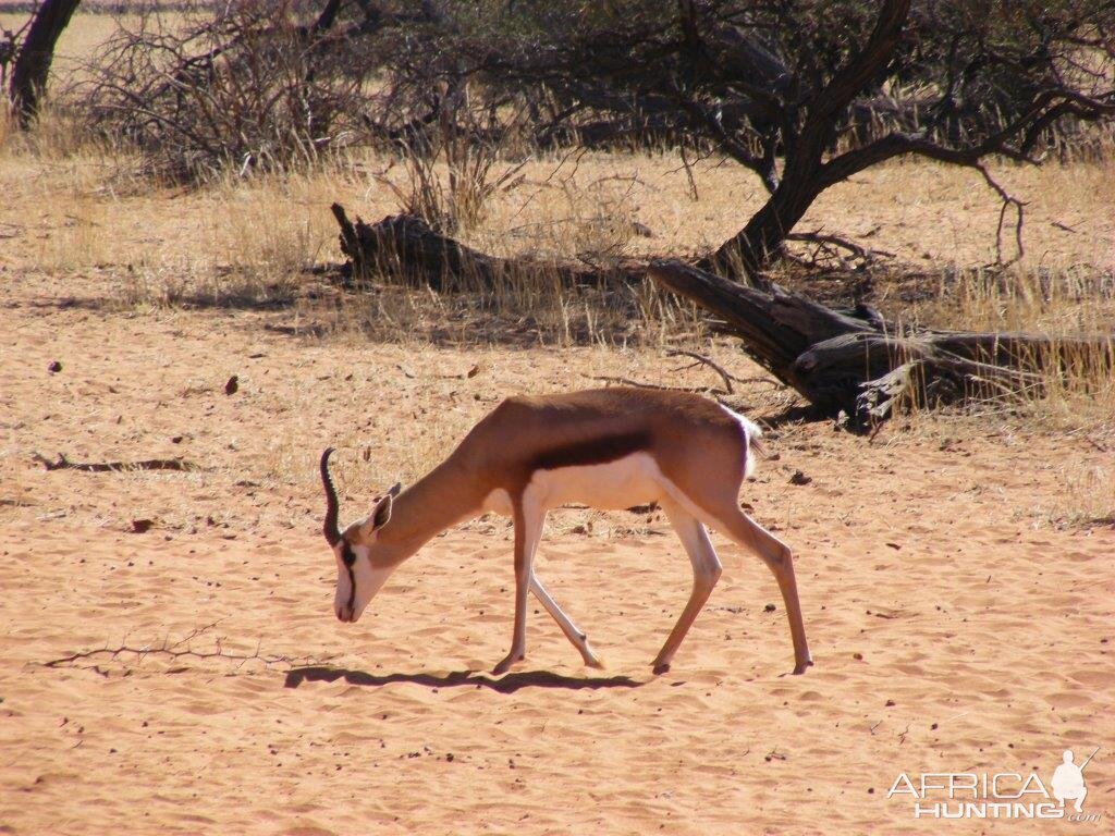 Namibia Wildlife Springbok