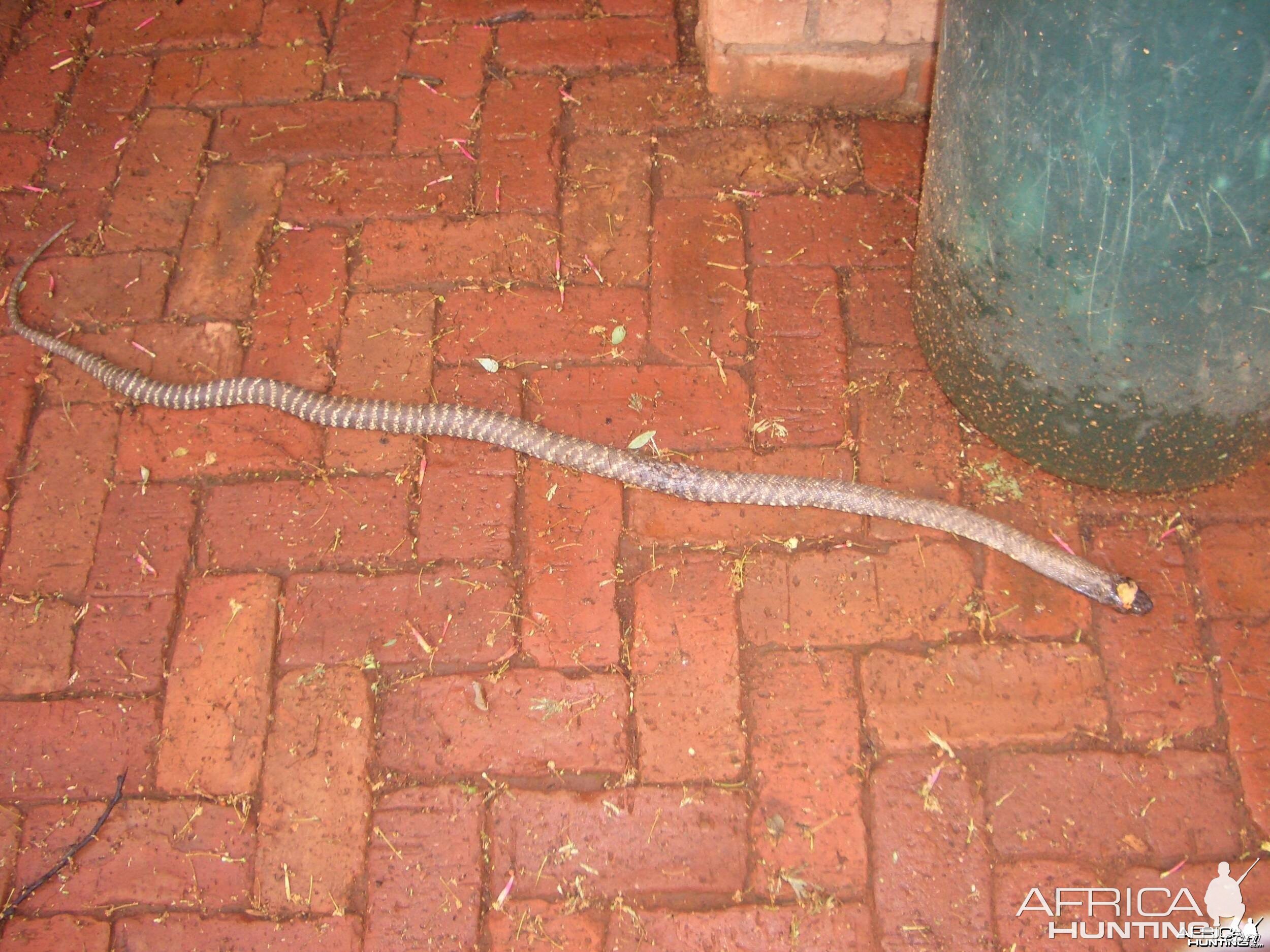 Namibia Zebra Snake