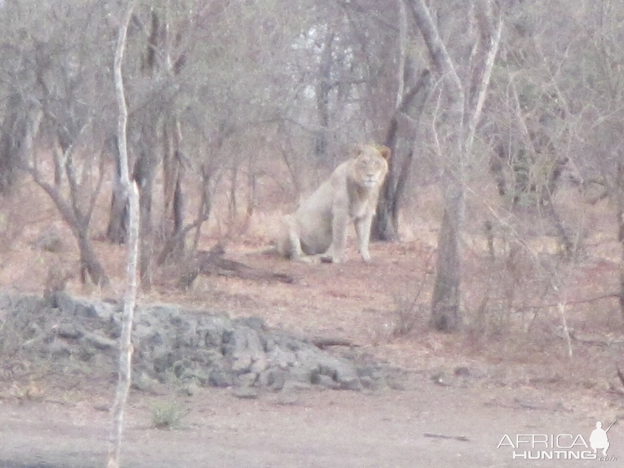 Nature & Wildlife Lion