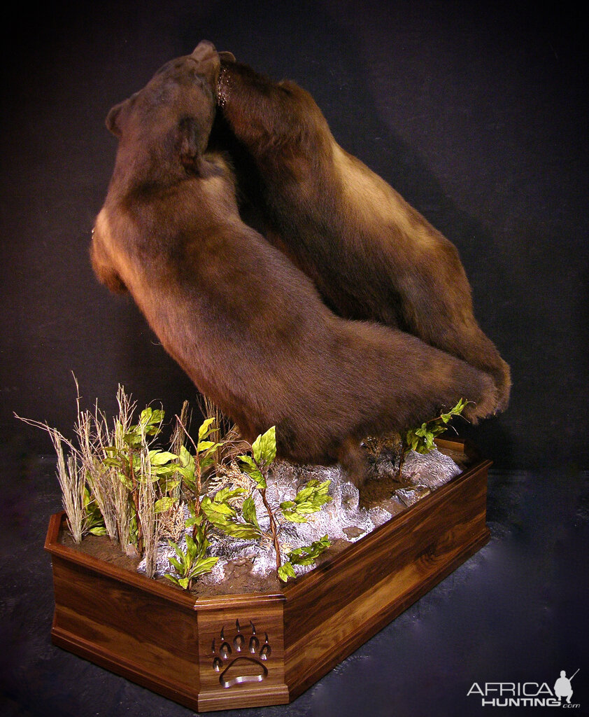 full mount bear taxidermy