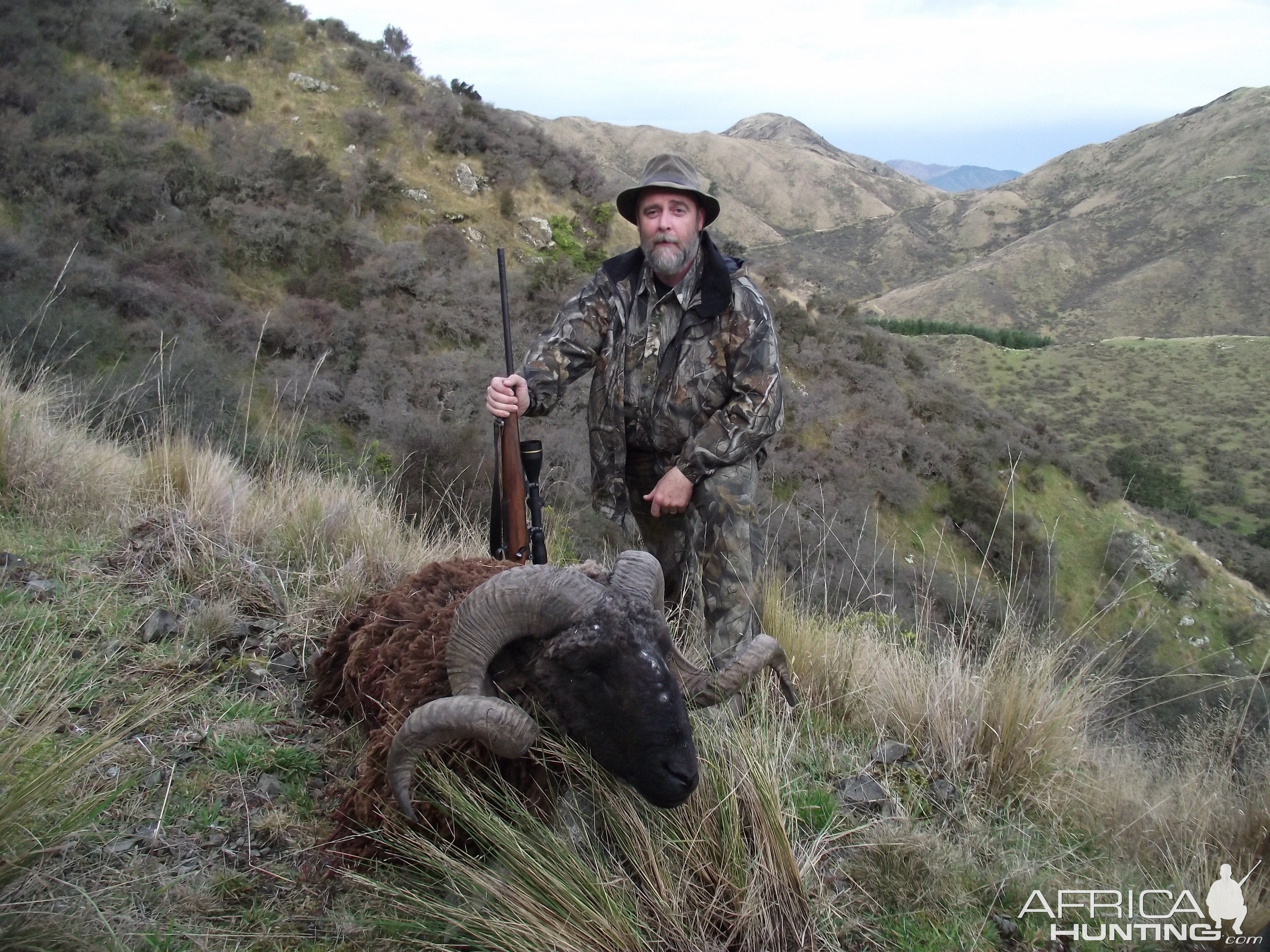 New Zealand Arapawa Ram Hunt