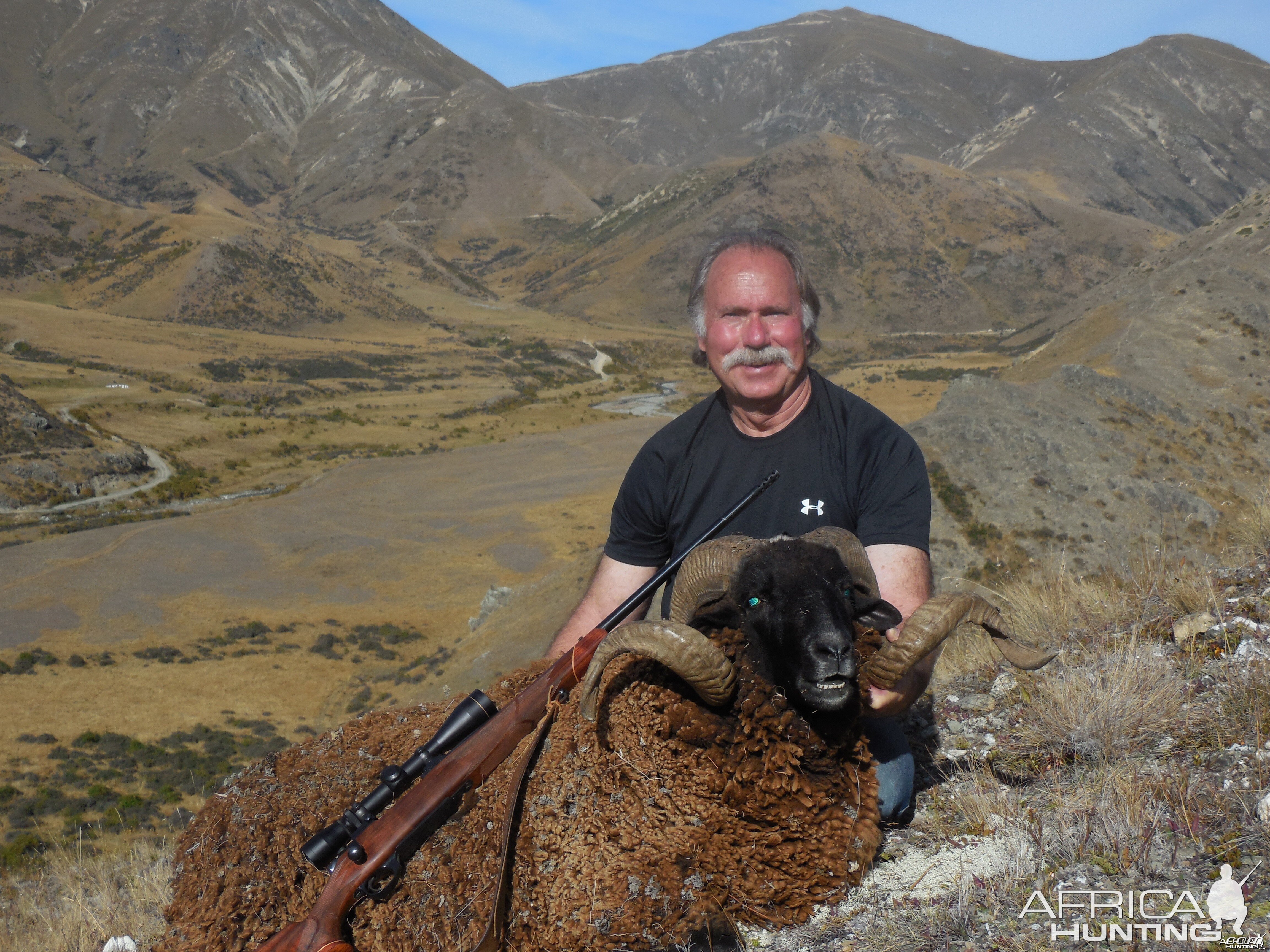 New Zealand Arapawa Ram