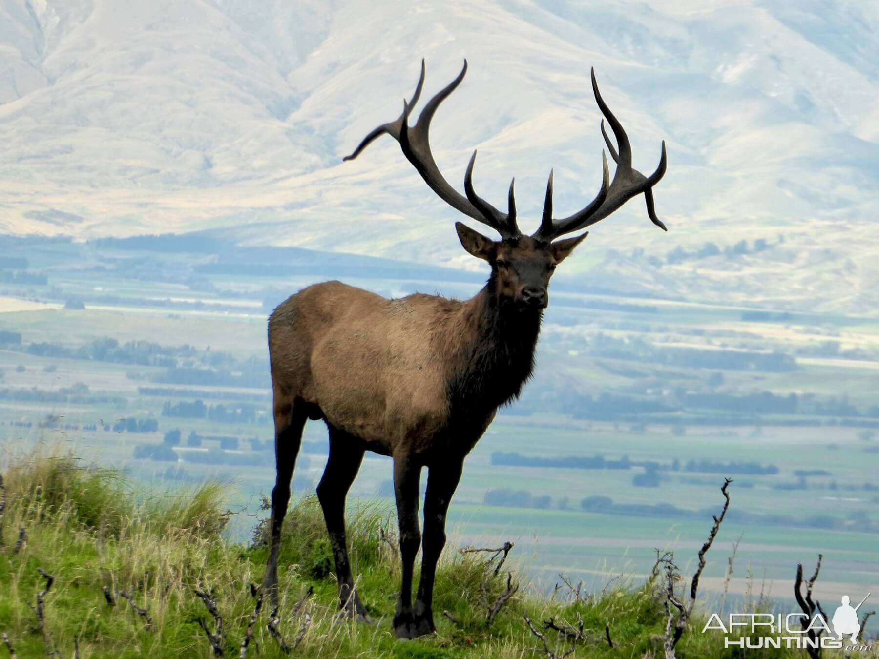 New Zealand Elk (Wapiti)