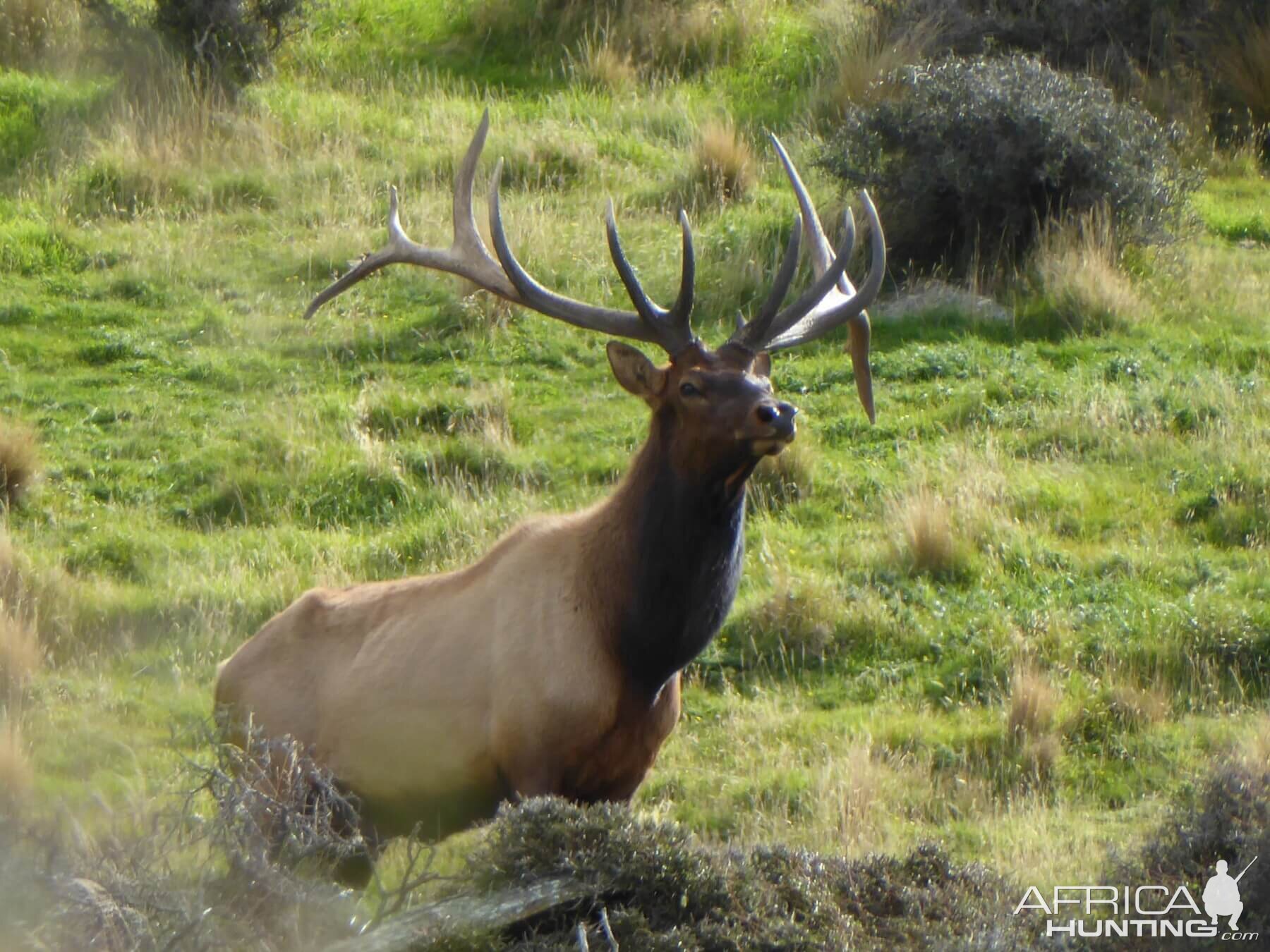 New Zealand Elk (Wapiti)