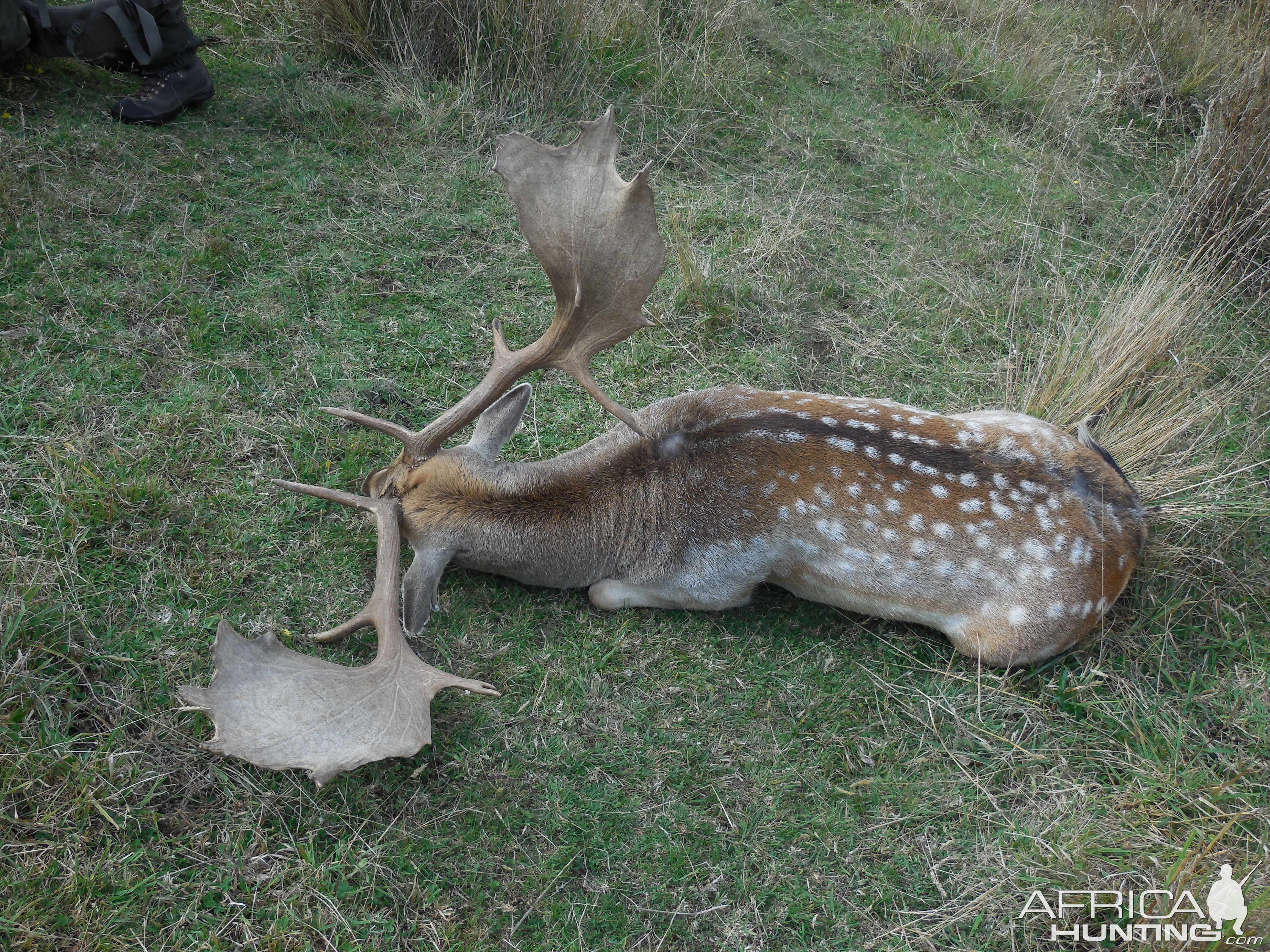 New Zealand Fallow Deer