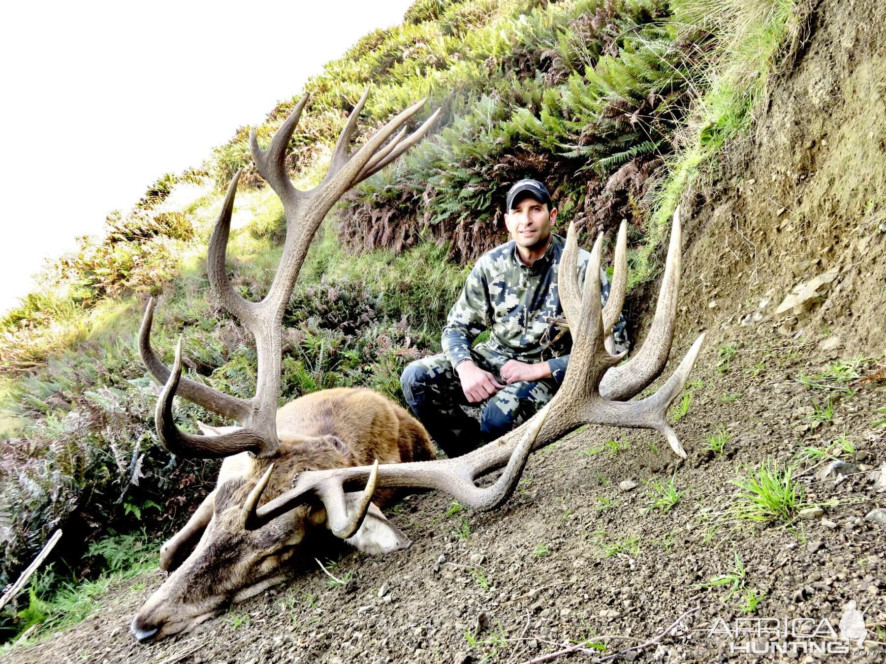 New Zealand Hunt 375" Inch Red Stag