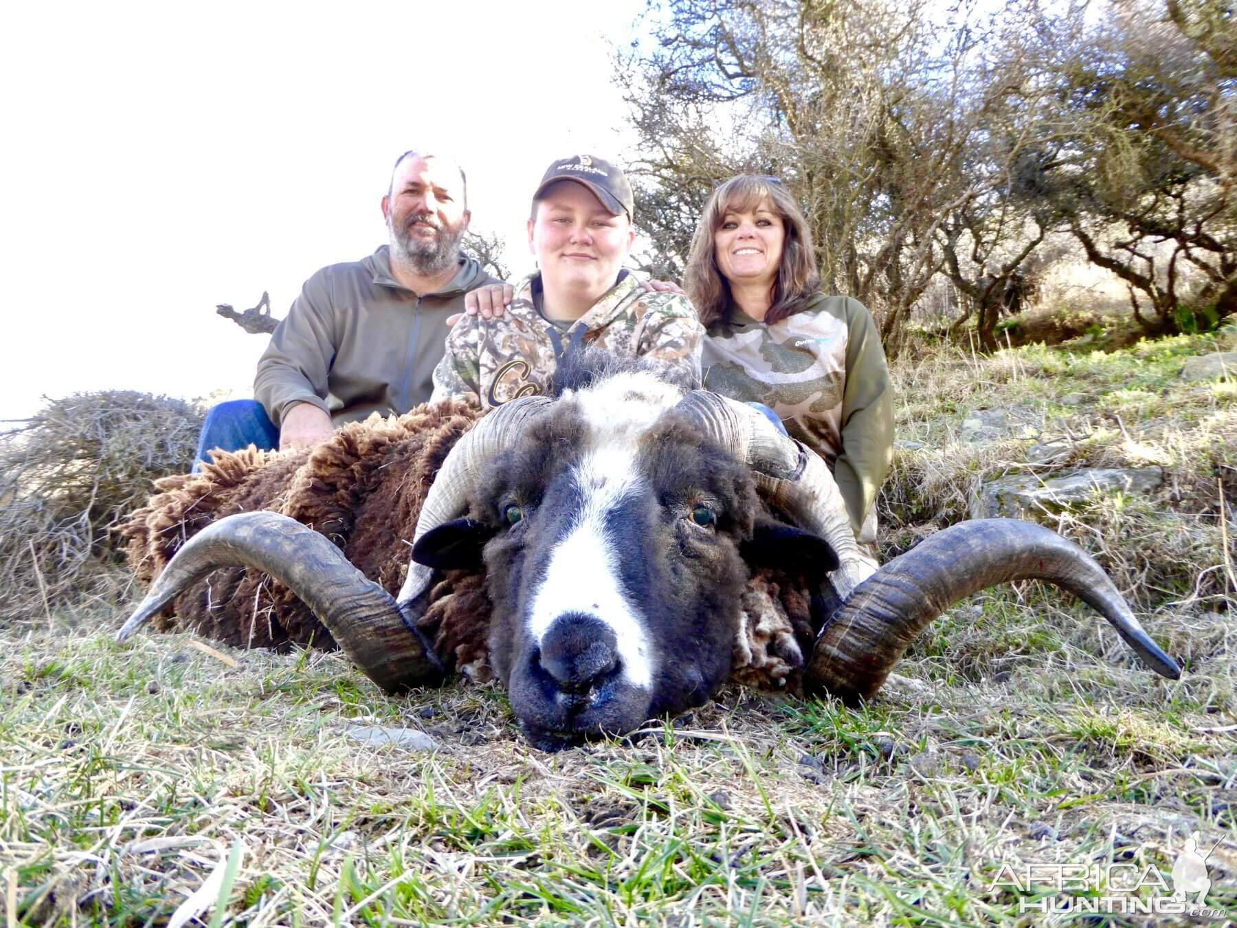 New Zealand Hunt Arapawa Ram