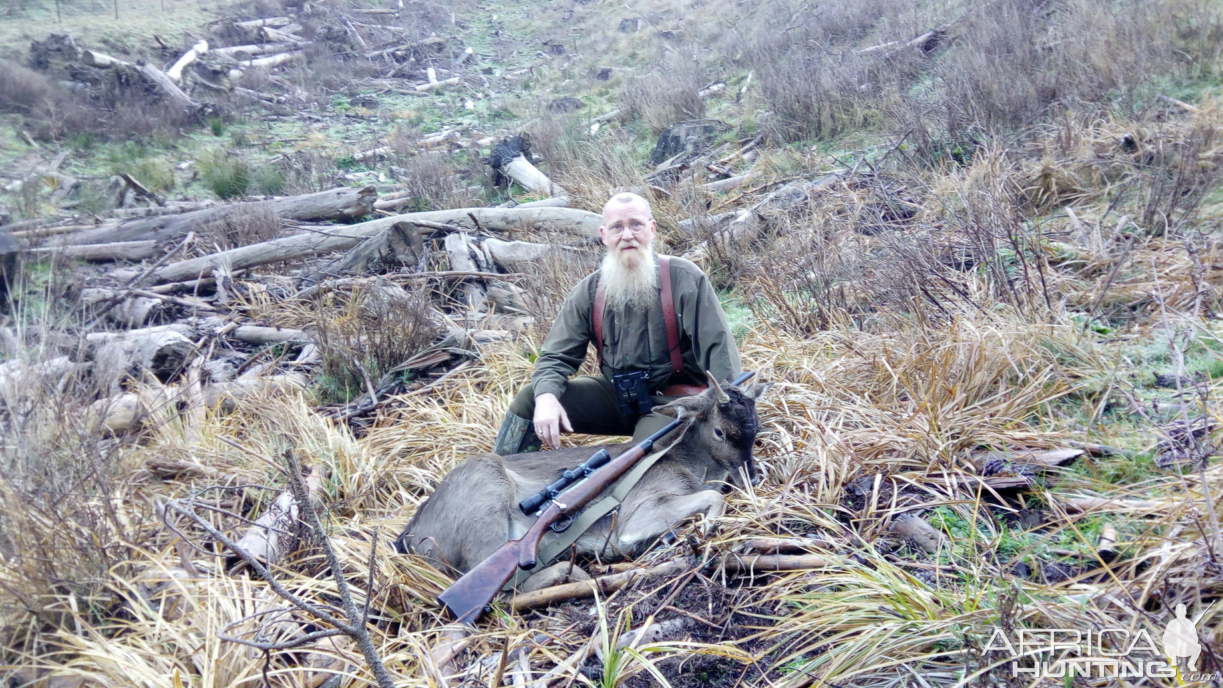 New Zealand Hunt Fallow Deer